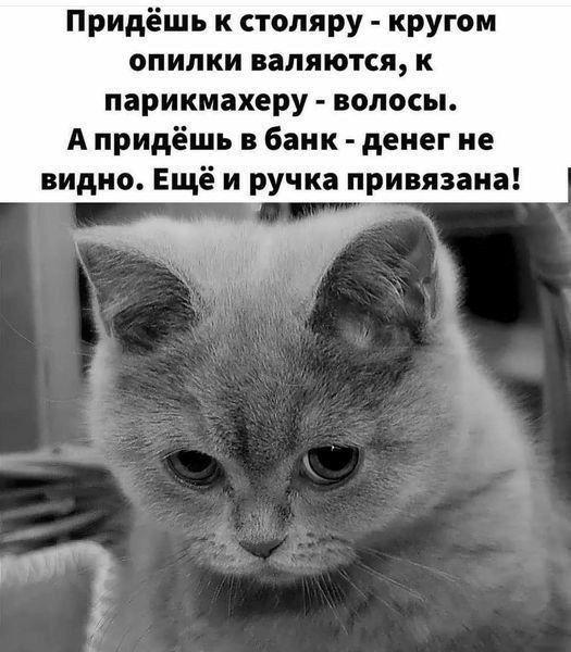 Придёшь к стопяру кругом опилки валяются к парикмахеру волосы А придёшь в банк денег не видно Ещё и ручка привязана