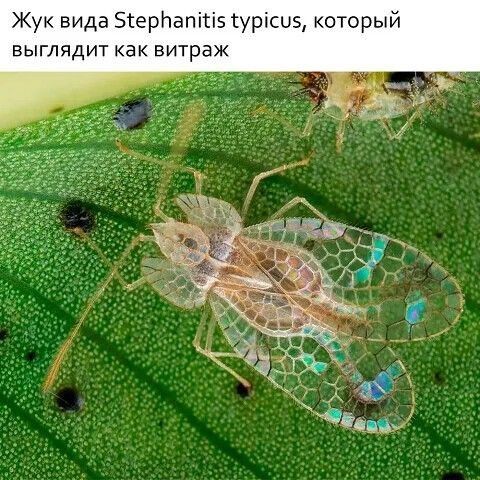 Жук вида Біерйапіпз гурісыэ который выглядит как витраж