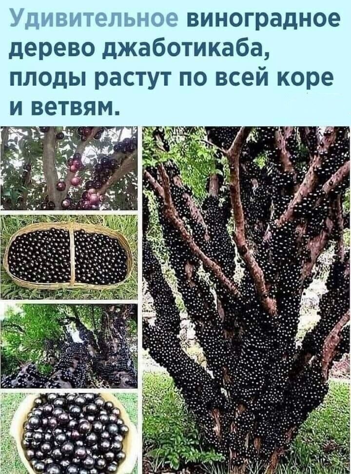 виноградное дерево джаботикаба плоды растут по всей коре