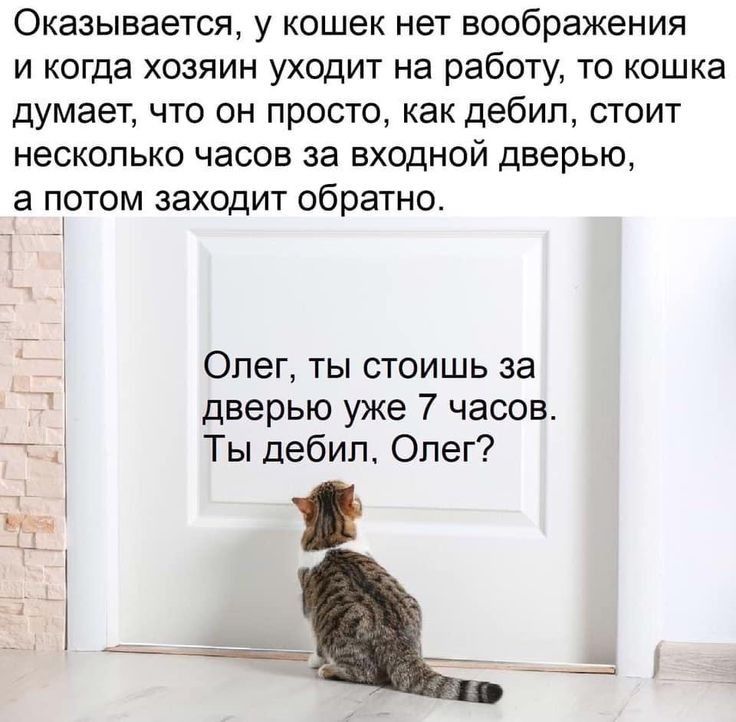 Оказывается у кошек нет воображения И когда ХОЗЯИН УХОДИТ на работу ТО КОШКЕ думает что он просто как дебил стоит несколько часов за входной дверью а потом заходит обратно Олег ты стоишь за дверью уже 7 часов Ты дебил Олег