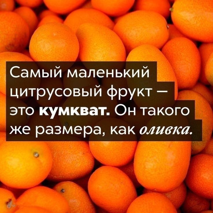 СаМЫЙ маленький цитрусовый фрукт это кумкват Он такого же размера как оливки