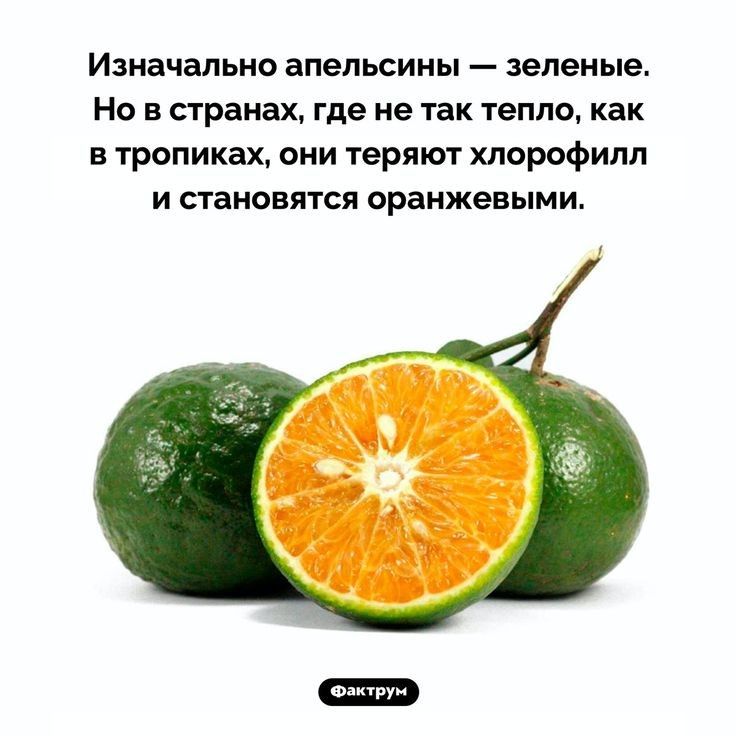 Изначально апельсины зеленые Но в странах где не так тетю как в тропиках они теряют хлорофипп и становятся оранжевыми