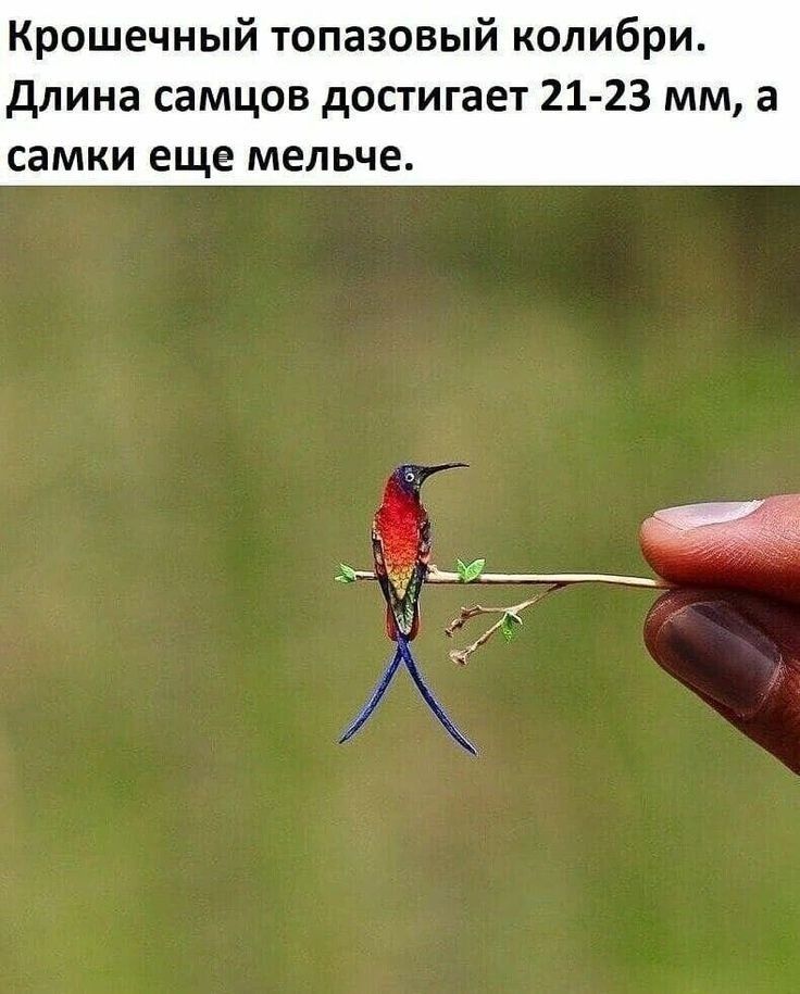 Крошечный топазовый колибри длина самцов достигает 21 23 мм а самки еще мельче
