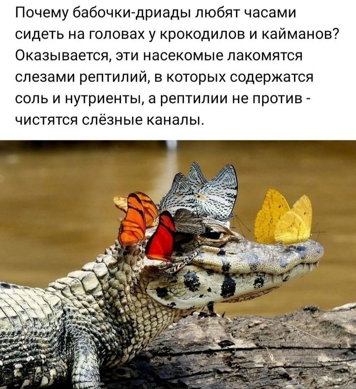 Почему бабочки дриады любят часами сидеть на головах у крокодилов и кайманое Оказывается эти насекомые лакомятся слезами рептилий в которых содержатся соль и нутриенты а рептилии не против чистится слезные каналы
