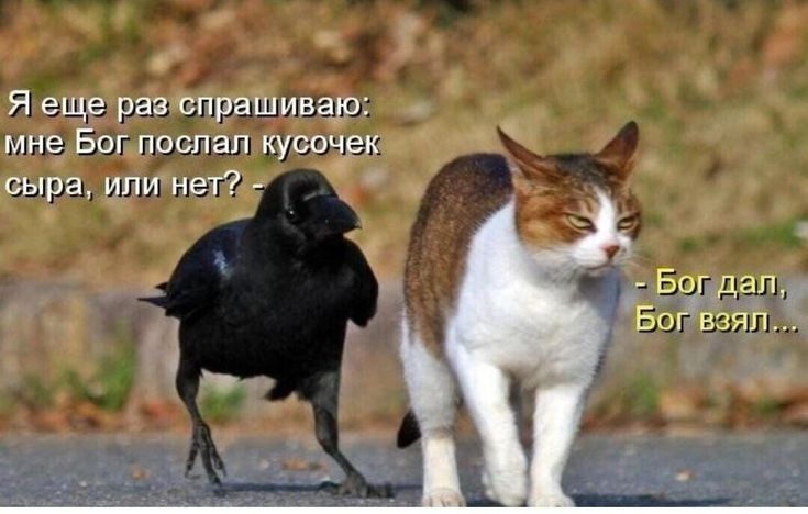 Г д ящеранщяшииш имттшщш эк вырастит