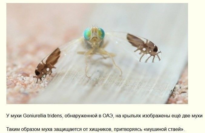 у ещшммв веюм в ею на но ними Тиим обра защитив ш хишияии пищаль тушили и