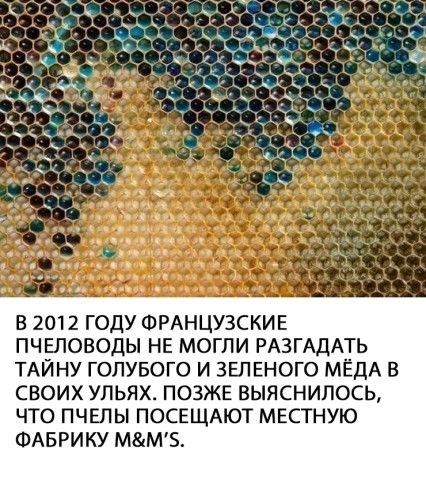 В 2012 ГОДУ ФРАНЦУЗСКИЕ ПЧЕЛОВОДЫ НЕ МОГЛИ РАЗГАДАТЬ ТАЙНУ ГОЛУБОГО И ЗЕЛЕНОГО МЕДА В СВОИХ УЛЬЯХ ПОЗЖЕ ВЫЯСНИЛОСЬ ЧТО ПЧЕЛЫ ПОСЕЩАЮТ МЕСТНУЮ ФАБРИКУ ММБ