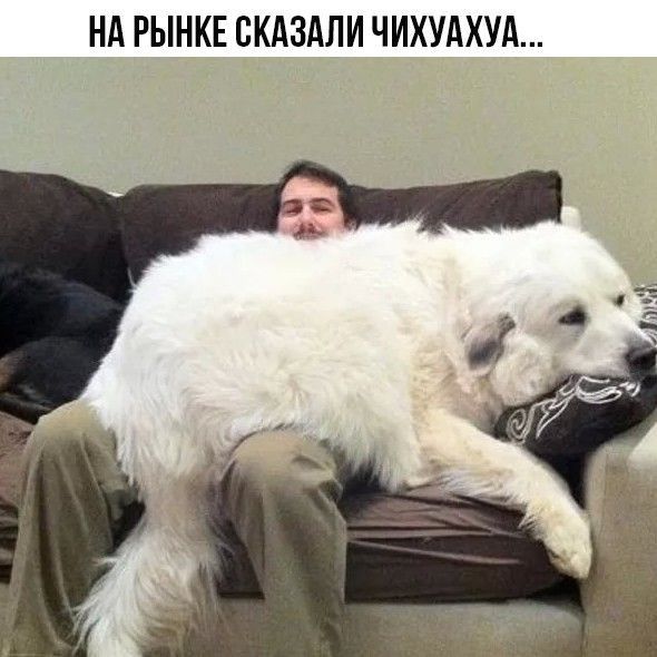 НА РЫНКЕ ВКАЗАЛИ ЧИХУАХУА