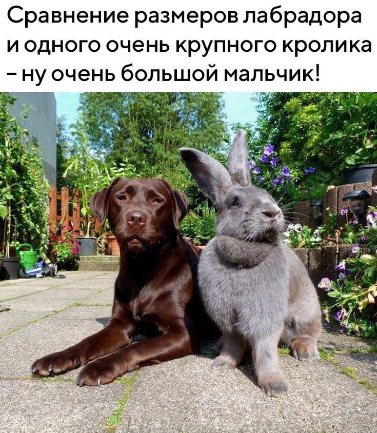 Сравнение размеров лабрадора и одного очень крупного кролика ну очень большой мальчик