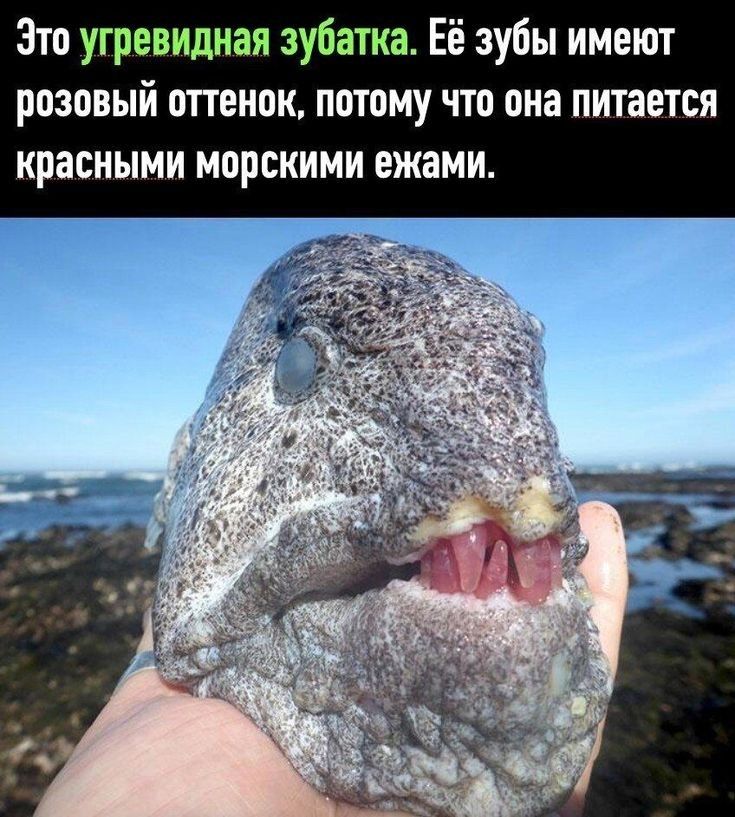 Зто угревидная зубатка Её зубы имеют розовый опенои потому что она питается красными морскими ежами