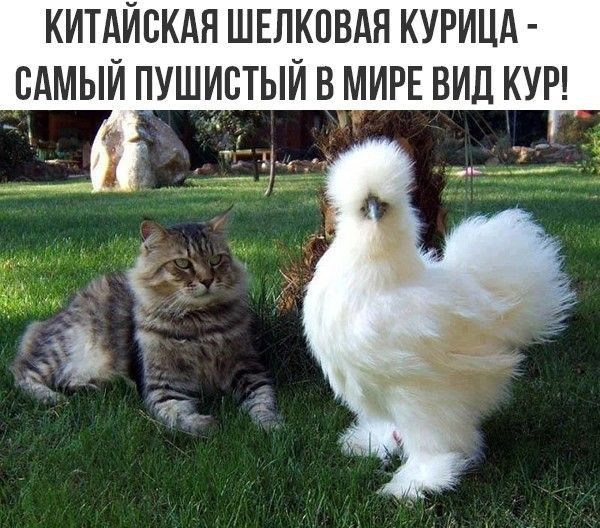 КИТАЙСКАЯ ШЕЛКПВАЯ КУРИЦА САМЫЙ ПУШИБТЫЙ В МИРЕ ВИД КУР