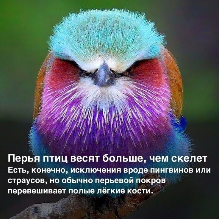 Перья птиц весят больше чем скелет Есть конечно исключения вроде пингвинов или страусов нп обычно пврьввой покров перевешиваеу полые лёгкие кости