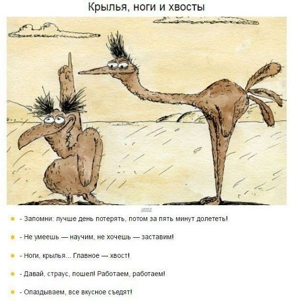 Крылья ноги и хвост эм пучшгддиьптцгшп ш плутвиним аритмии ехщшьйзасшвим Гш иоейхщхп д я пук и мы им спам псевиушпесьшпт
