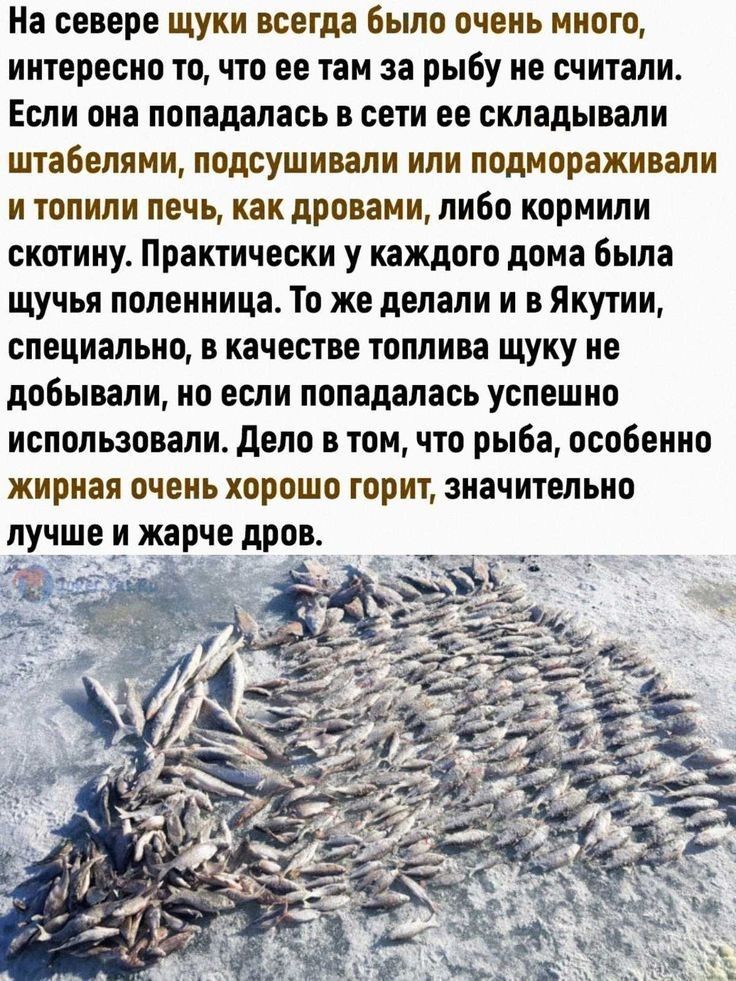 На севере щуки осетр было очень много интересно точто ее там за рыбу не считали Если она попадалась в сети ее складывали штабелями подсушивали или подмораживали и топили печь как дровами либо кормили скотину Практически у каждого дома была щучья поленница То же делали и в Якутии специально В качестве топлива щуку не добывали но если попадалась успешно использовали дело в томчто рыба особенно жирна