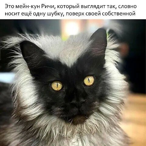 а Ричи оторый выглчдм так давно и еще одну шубку повз собственной