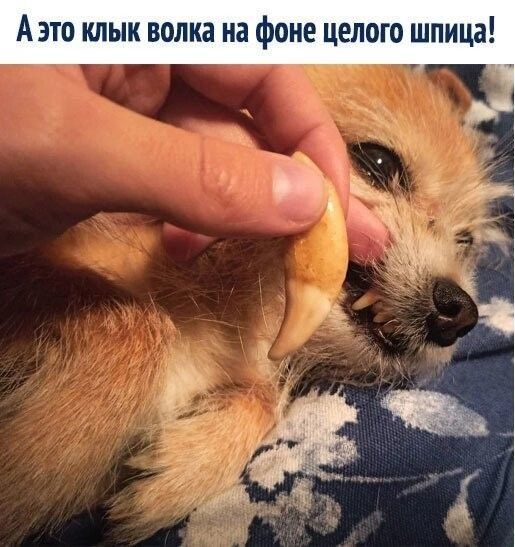 А это клык волка на фоне целого шпица