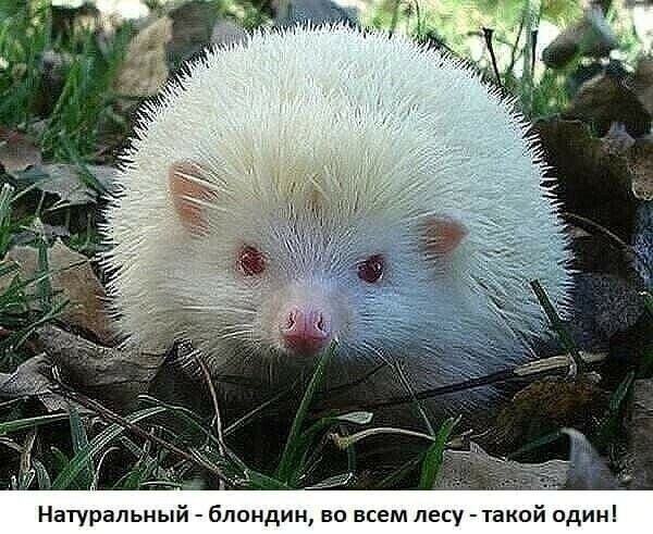 Нагуральны блондин во всем лесу та один