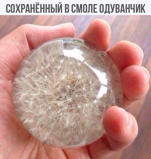 СПХРАНЁННЫЙ ВСМОЛЕ ОДУВАНЧИК т