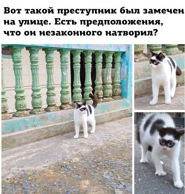 Вот такой преступник был заменен на улице Есть предположении что он незаконного натворил