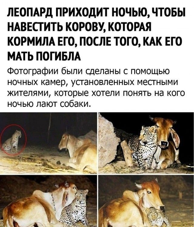 ЛЕОПАРД ПРИХОДИТ НОЧЬЮ ЧТОБЫ НАВЕСГИТЬ КОРОВУ КОТОРАЯ КОРМИЛА ЕГО ПОСЛЕ ТОГО КАК ЕГО МАТЬ ПОГИБЛА Фотографии были сделаны с помощью ночных камер установленных местными жителями которые ХОТЕЛИ ПОНЯТЬ на КОГО ночью лают собаки