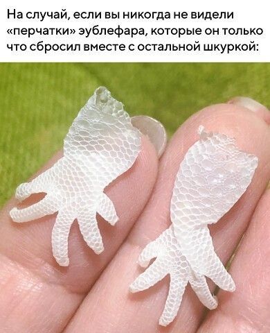 На случай если вы никогда не видели перчатки эублефара которые он только что сбросил вместе с остальной шкуркой