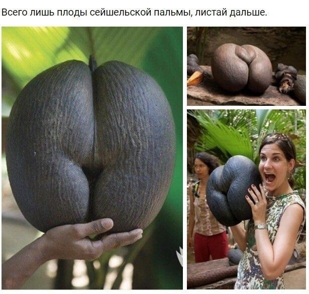 Всего лишь Плоды ггишепшои пальмы писши дальше