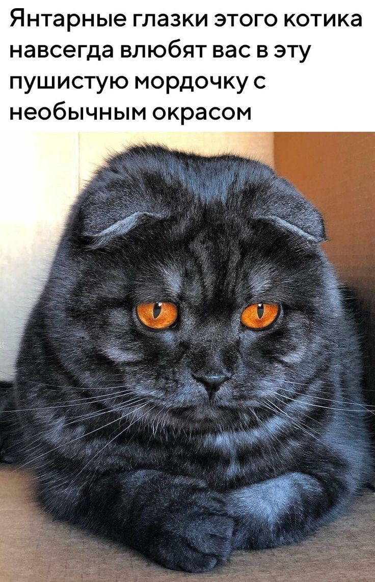 Янтарные глазки этого котика навсегда влюбят вас в эту пушистую мордочку с необычным окрасом