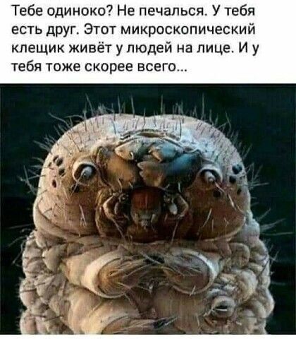 Тебе одиноко Не печалься У тебя есть друг Этот микроскопический кпещик живёт у людей на лице И у тебя тоже скорее всего