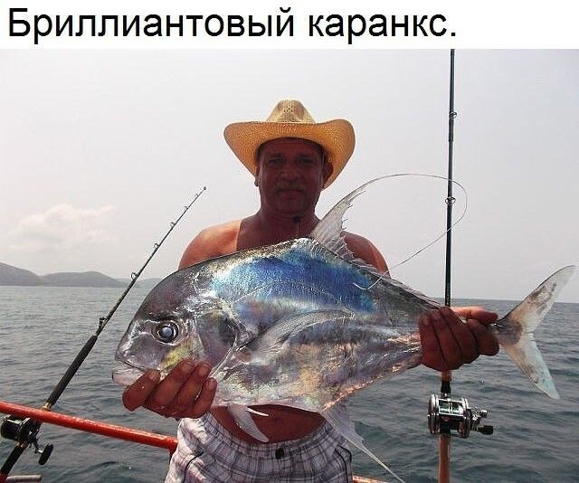Бриллиантовый каранкс