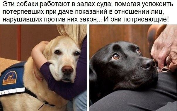 Эти собаки работают в залах суда помогая успокоить потерпевших при даче показании в отношении пиц нарушивших против них закон И они потрясающие вт ЁЁ д