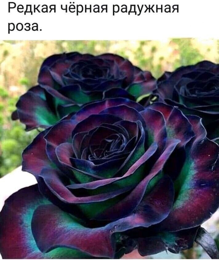 Редкая чёрная радужная роза