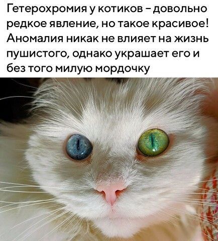 ГеТЕРОХРОМИЯ у КОТИКОВ _ дОВОПЬНО редкое явление НО такое Красивое Аномалия никак не влияет на ЖИЗНЬ пушистого однако украшает его и без того милую мордочку