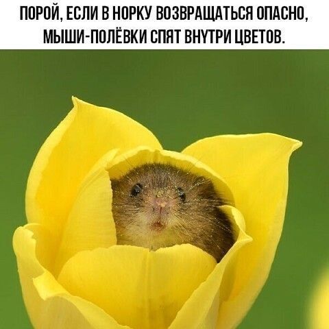 ППРПЙ ЕСЛИ В НПРКУ ВПЗВРАЩАТЬСН ППАВНП МЫШИ ПВЛЁВКИ СПЯТ ВНУТРИ ЦВЕТПВ