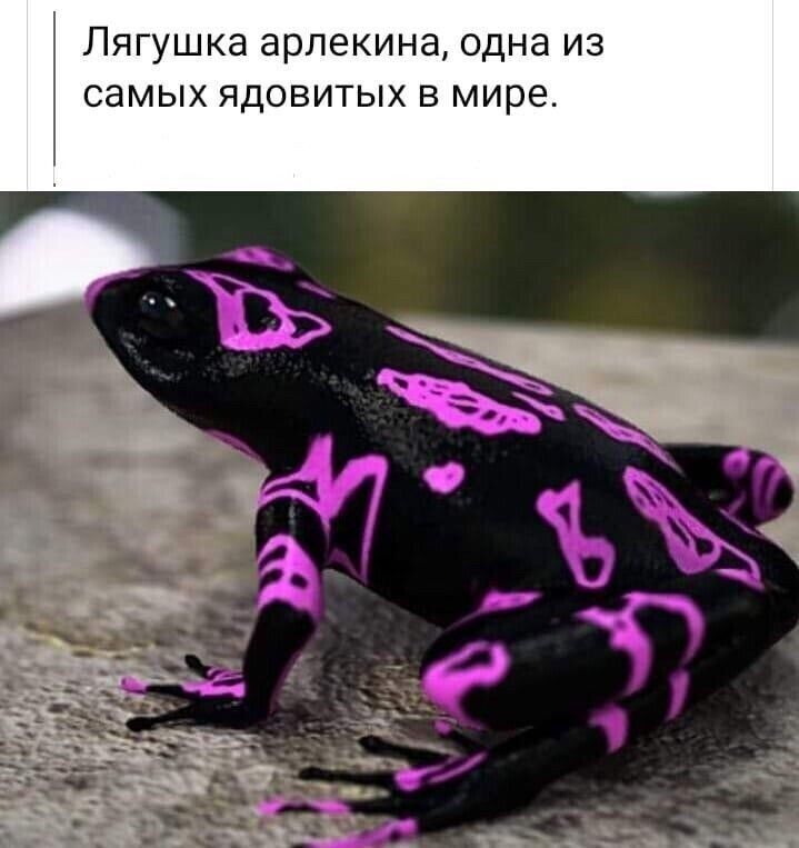 Лягушка арпекина одна ИЗ СЭМЫХ ЯДОВИТЫХ В мире