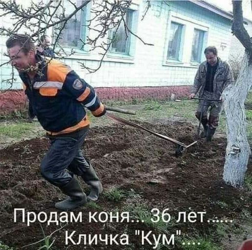 Продам коня 36 лет_ _ Кличка Кум__