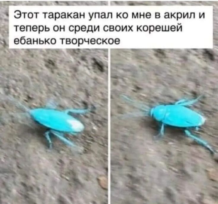 _ _ Этот таракан упал ко мне в акрил и теперь он среди своих корешвй ебанько творческое