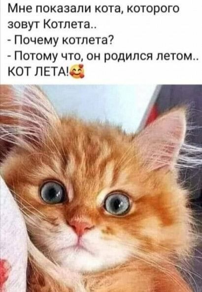 Мне показали кота которого зовут Котлета Почему котлета Потому что он родился летом КОТ ЛЕТАЗ