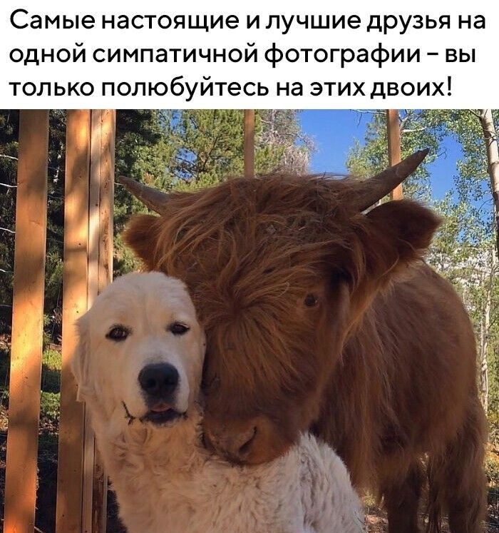 Самые настоящие и лучшие дРУЗЬя на одной симпатичной фотографии вы