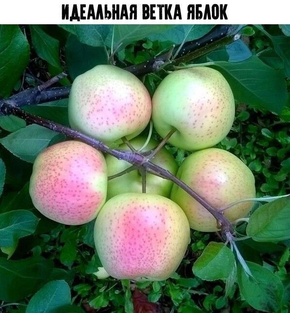 ИАЕМЬНАЯ ВЕТКА ЯБМЖ А