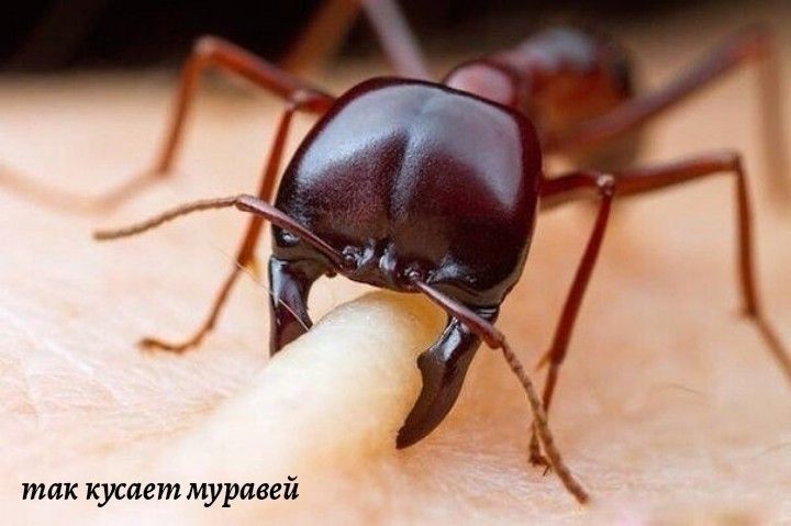 тик кусяет муравей