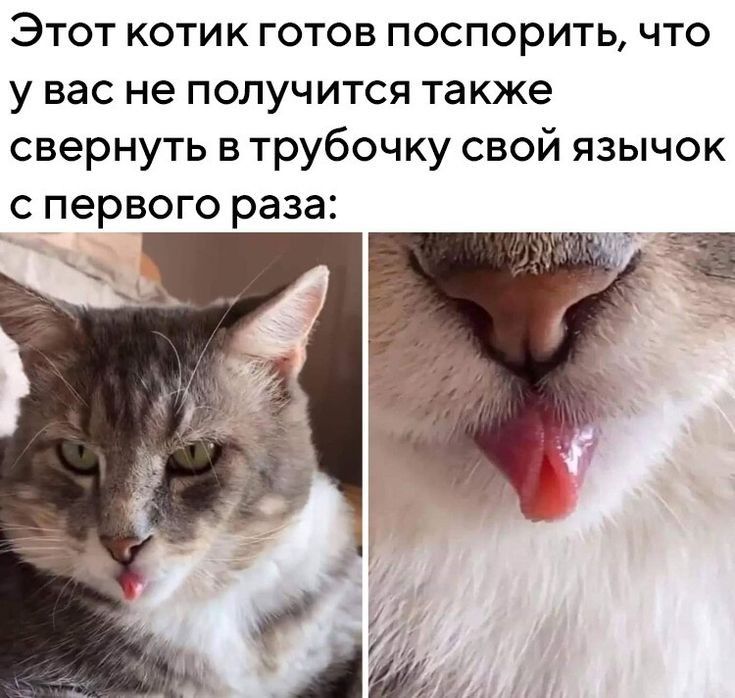 Кот с языком в трубочку. Коты свернули язык в трубочку. Мемный кот с языком в трубочку. Кот рот трубочкой.