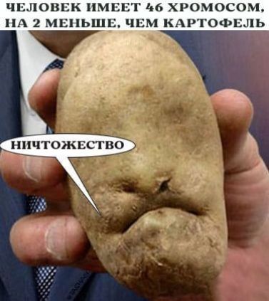 ЧЕЛОВЕК ИМЕЕТ 116 Х ОМОСОМ А 2 МЕНЬШЕ ЧЕМ КАРТОФЕЛЬ