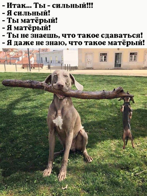 так Ты сильны я сильиый Ты ма ёрый я матерый Ты не знаешь что такое сдаваться Я даже не знаю что такое матёрый