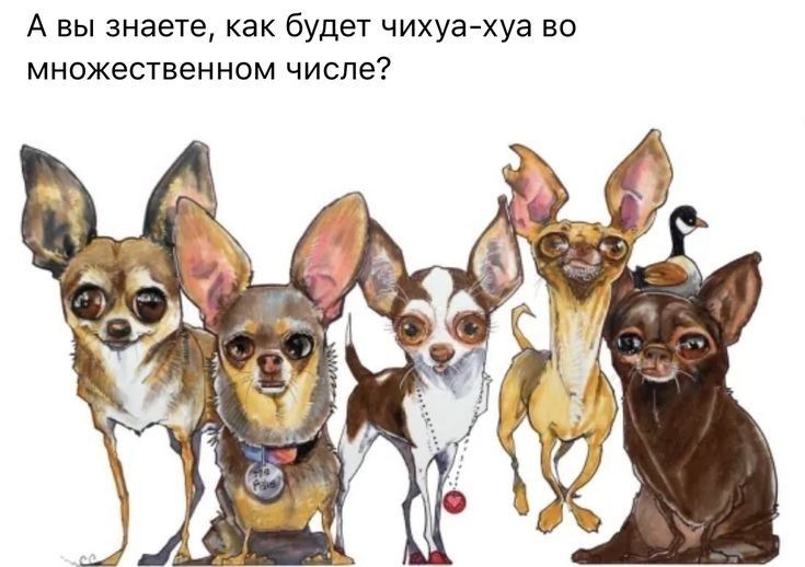 А вы знаете как будет чихуахуа во множественном числе