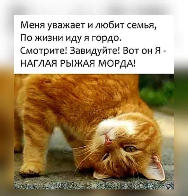 Меня уважает и любит семья По жизни иду я гордо Смотрите Завидуйте Вот он Я НАГЛАЯ РЫЖАЯ МОРДА