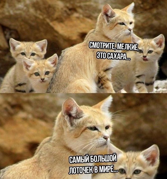 САМЫЙ БППНППЙ ЛПТПЧЕКВ МИРЕ