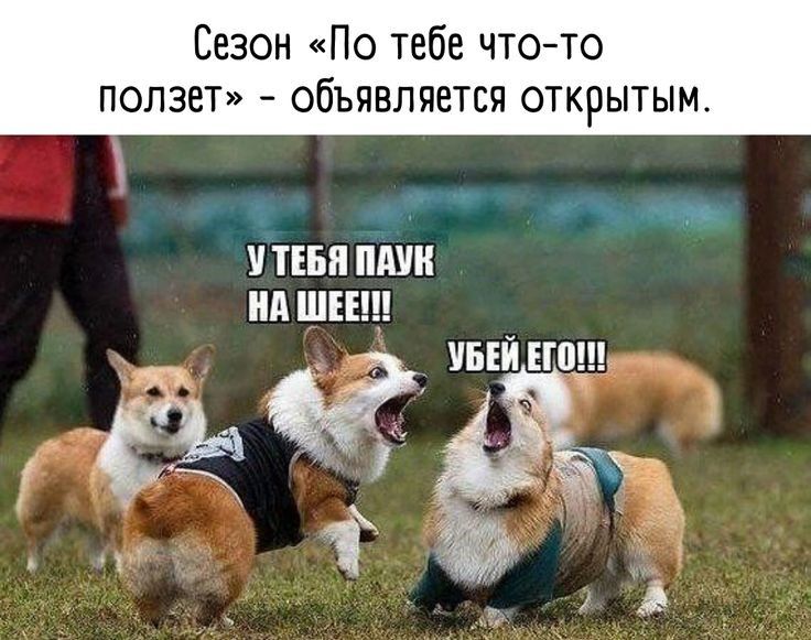 Сезон о тебе чтото попзе объявляется открытым ПЕБП ПАУ ип ШЕЕ УБЕЙ ЕПЩ кт