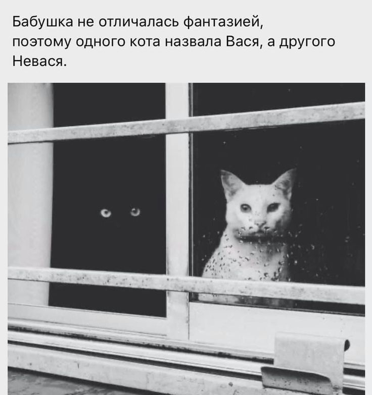 Бабушка не отличалась Фентазией поэтому одного кота назвала Вася а другого Невася