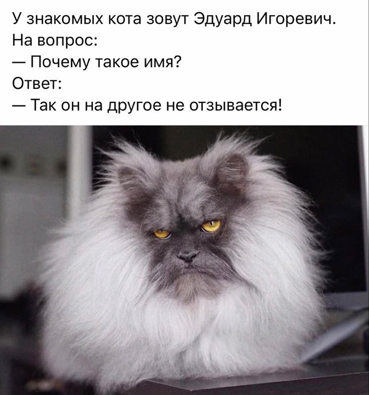 У знакомых кота зовут Эдуард Игоревич На вопрос Почему такое имя Ответ Так он на другое не отзывается