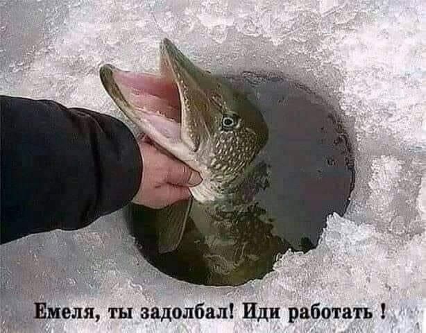 д Емеля ты задолбалі Иди рвботвть